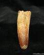 Inch Spinosaurus Tooth - Partial Root #1307-1